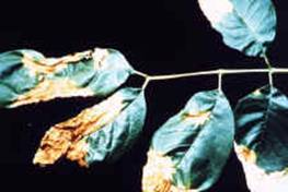 Anthracnose